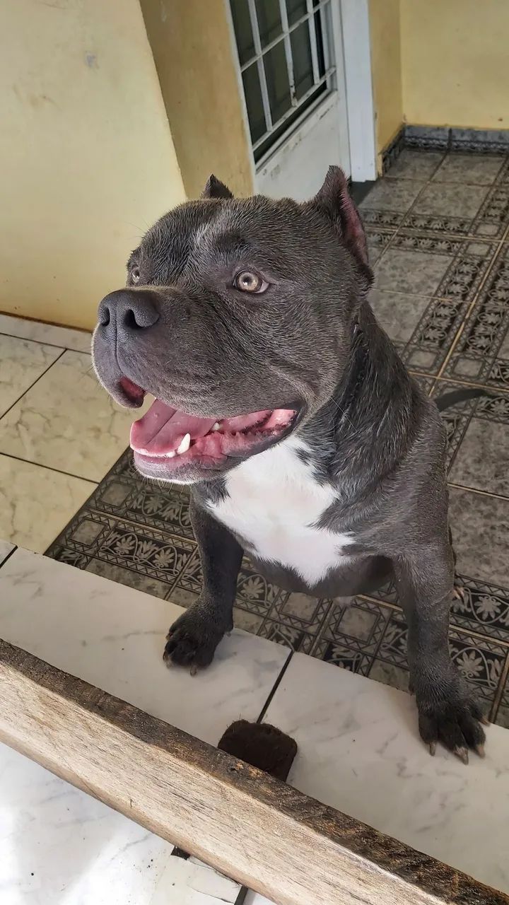 American Bully com pedigree - Foto 3