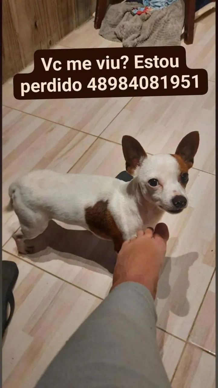 Procura-se roubado na região da costeira , podem estar em qualquer lugar - Foto 5