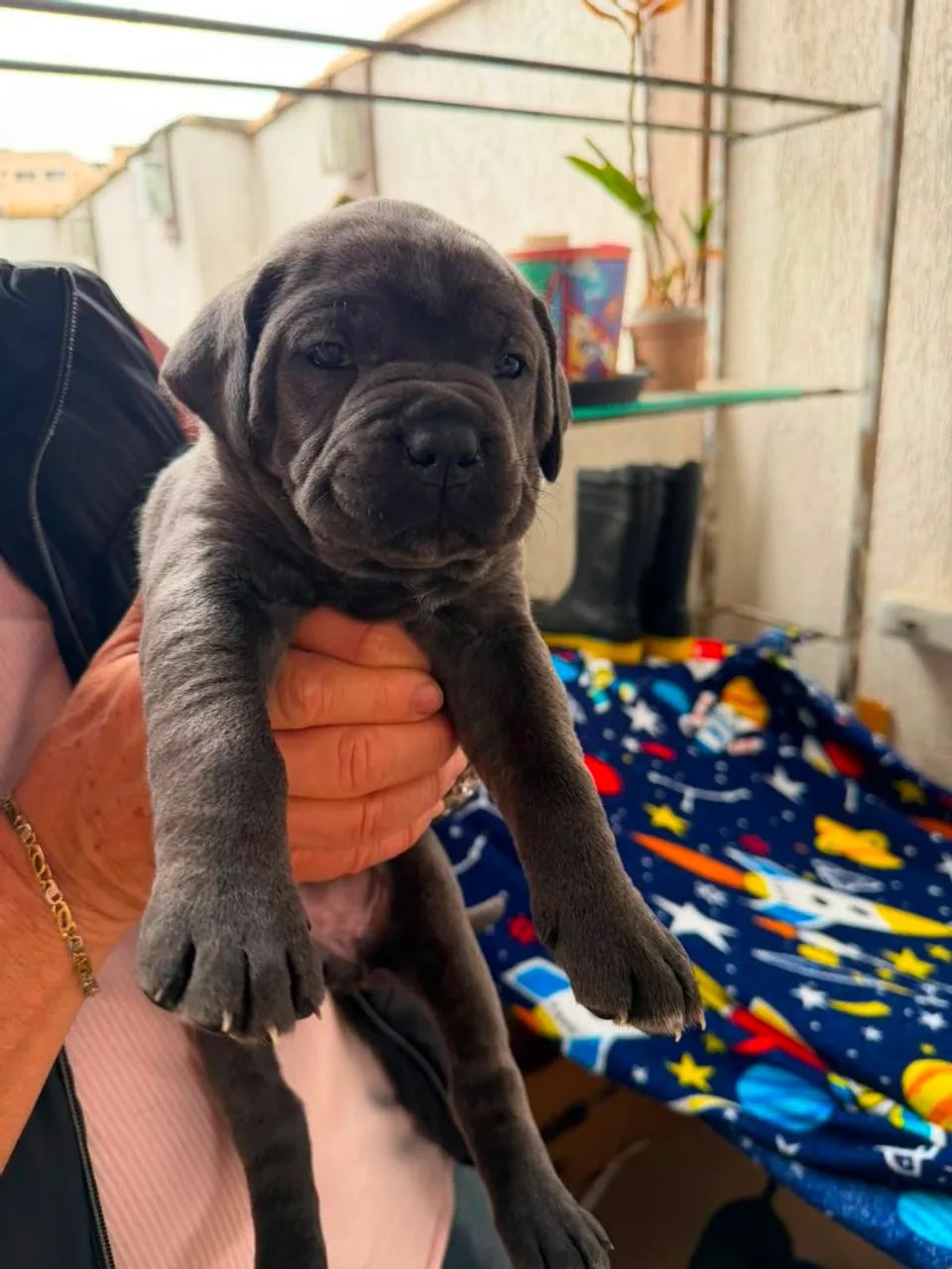 Filhote de Cane Corso com Pedigree  - Foto 4