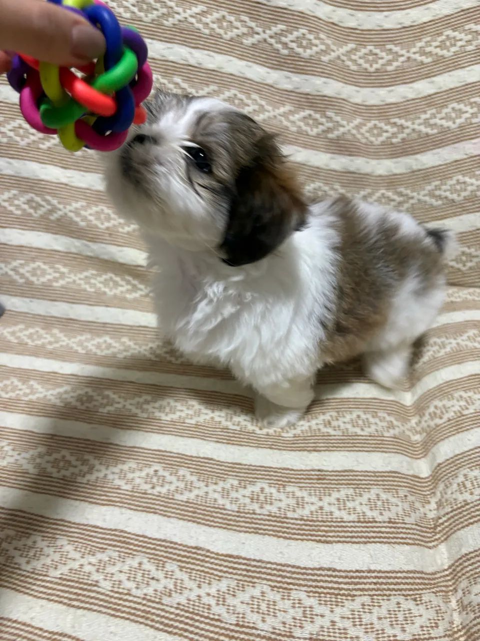 Filhote de shihtzu  - Foto 2
