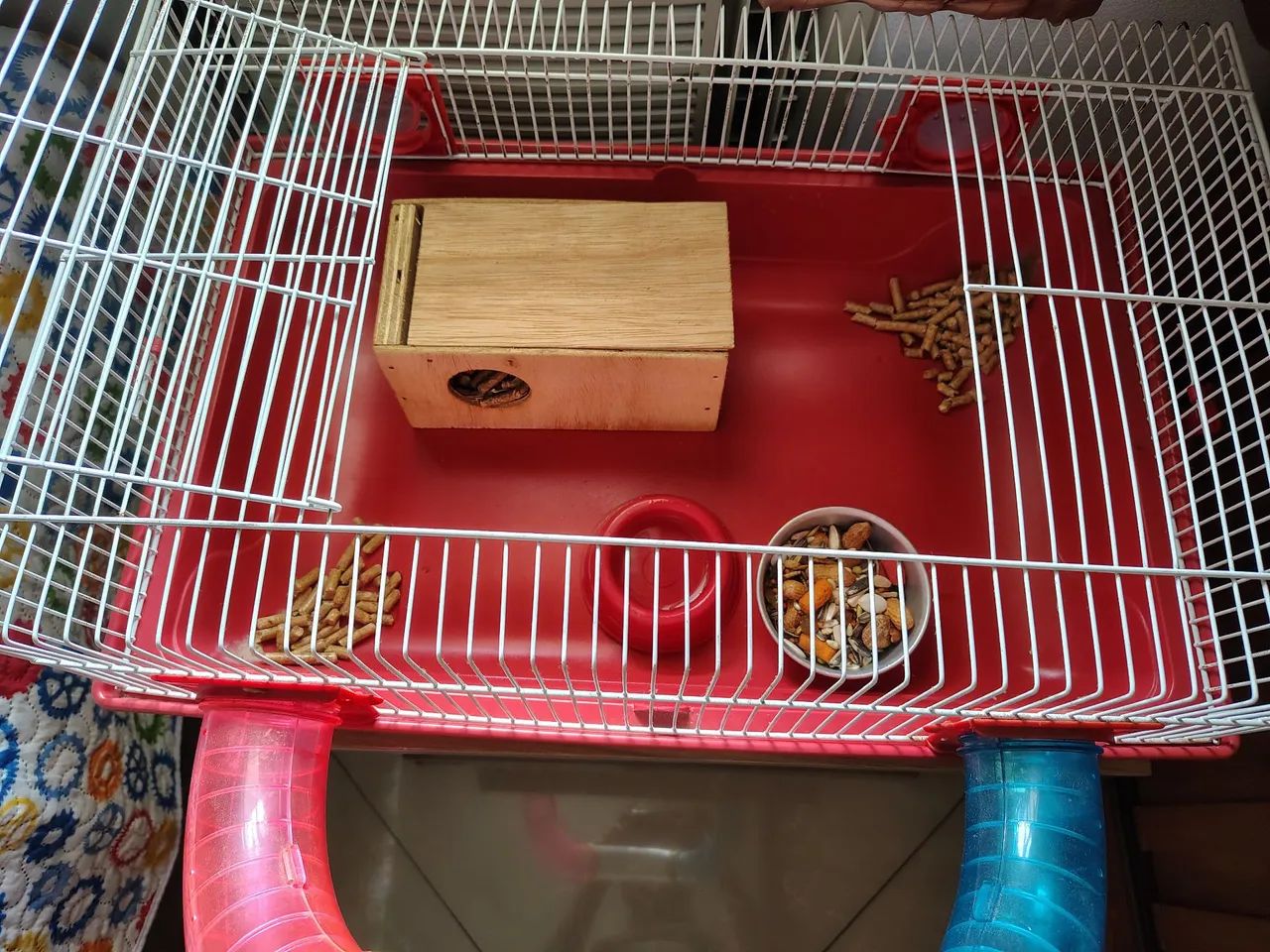 Hamster macho  - Foto 3