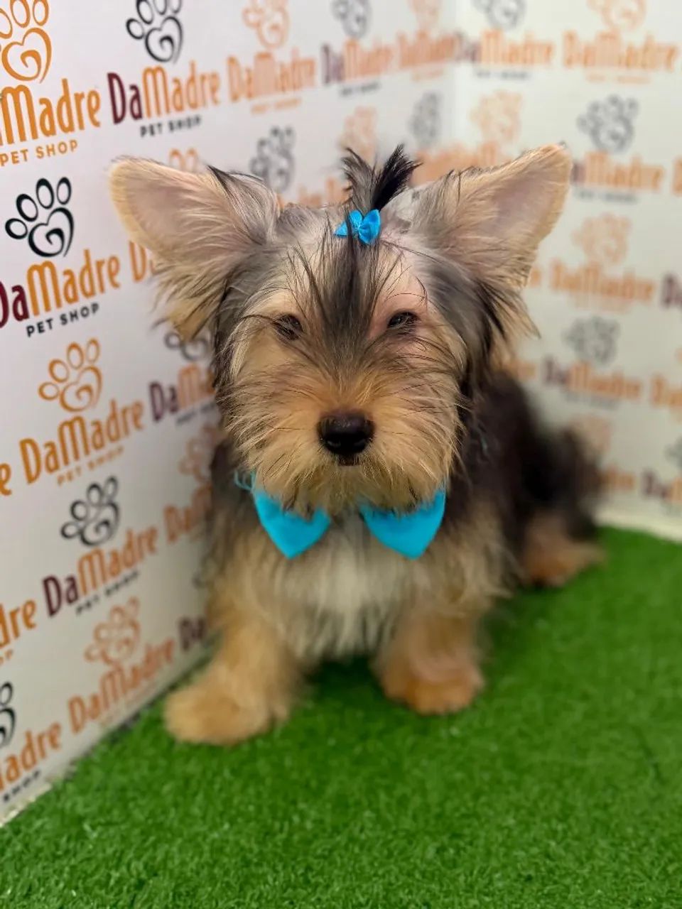 Yorkshire Terrier Macho  - Foto 2