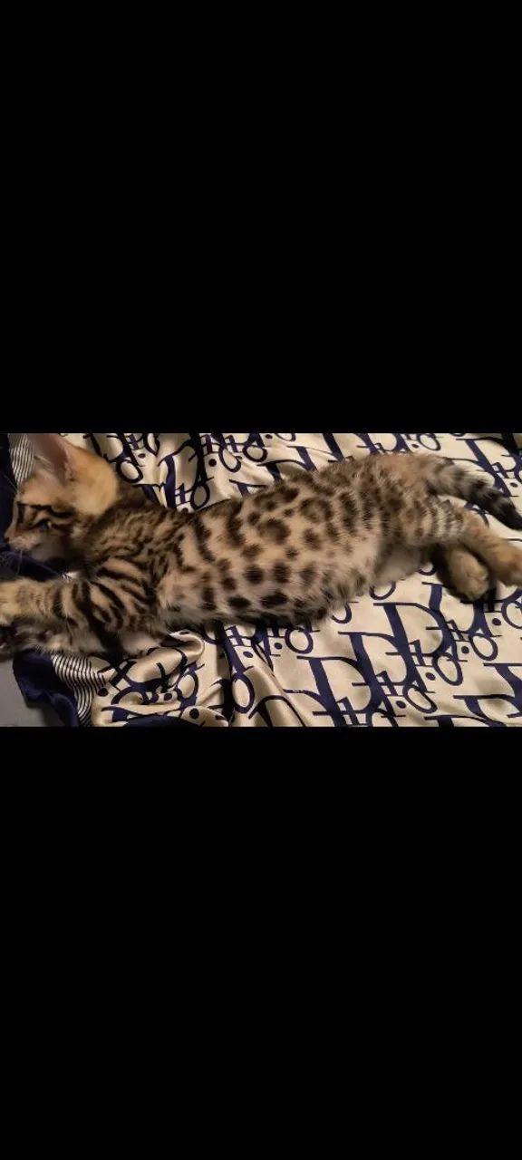 Gato de bengala com PEDIGREE 