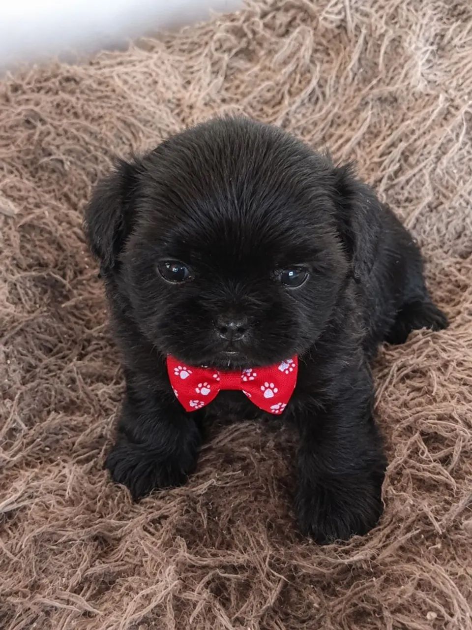 Filhote mini shitzu (MACHO) - Foto 2