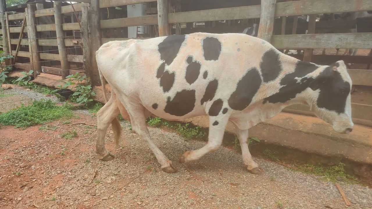 Vacas Girolandas - Foto 3