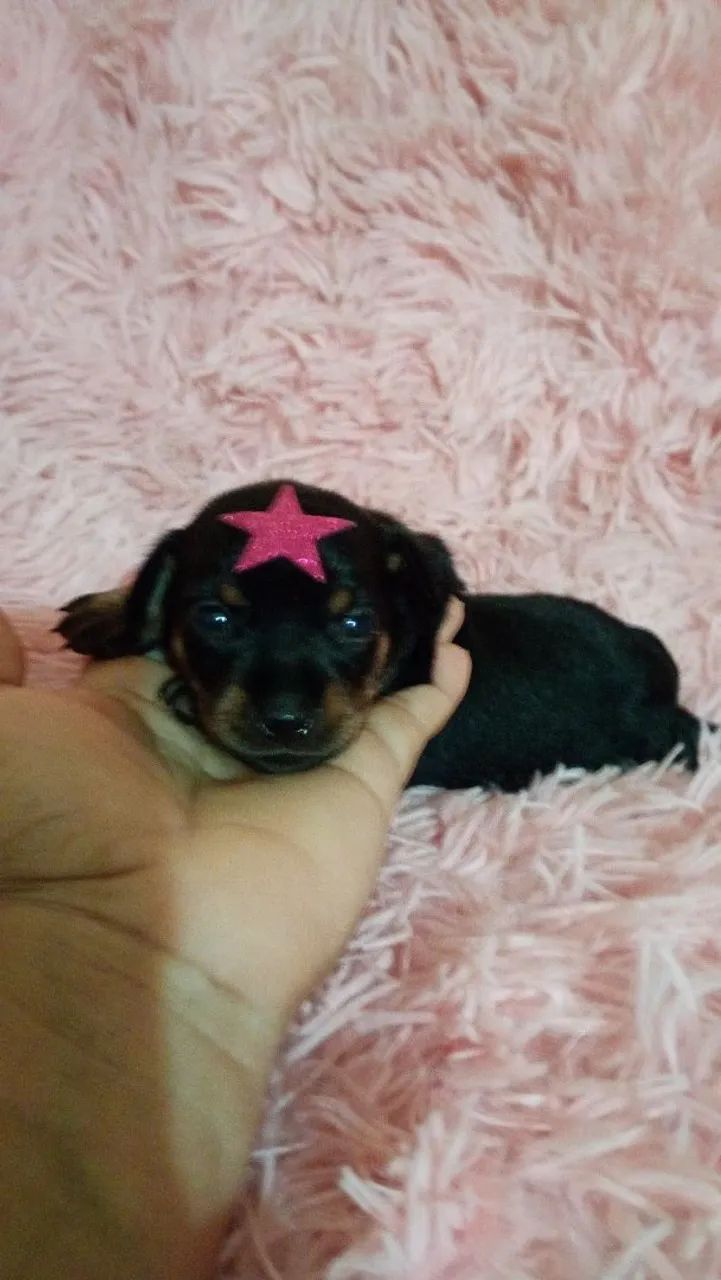 Vendo esse pinscher  - Foto 2