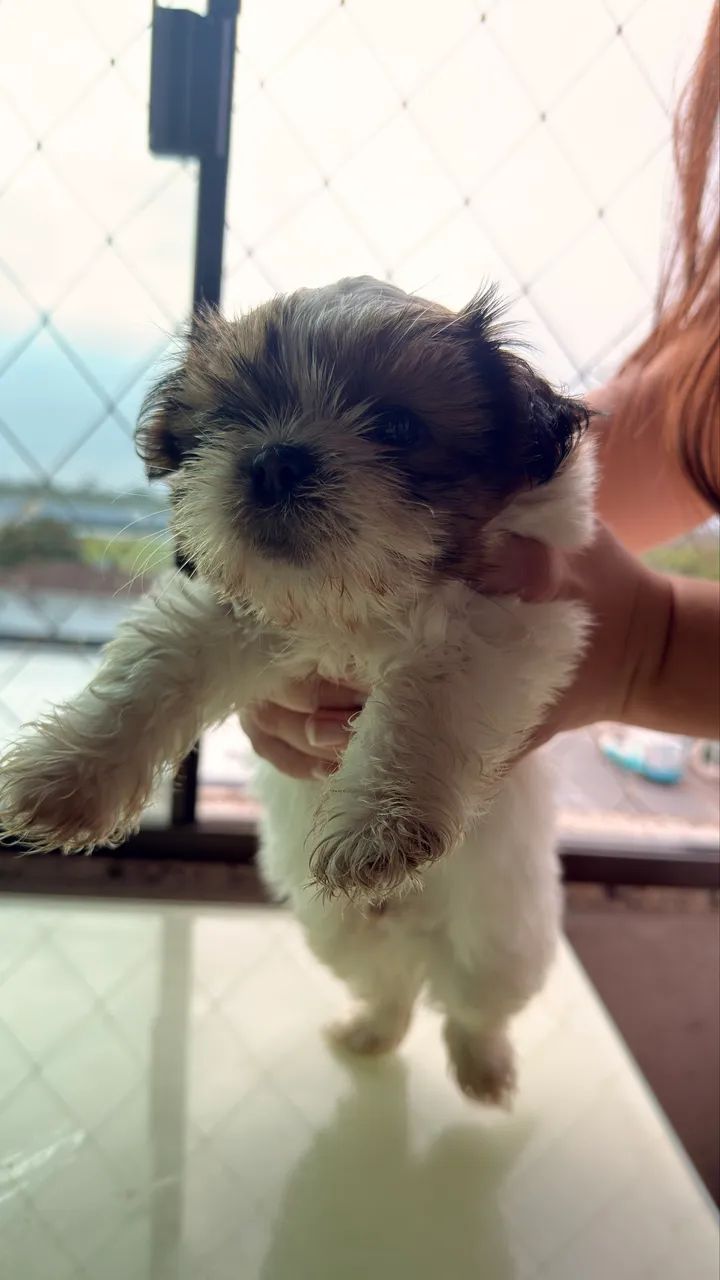 SHIH TZU MACHO  - Foto 2