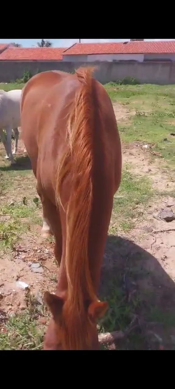 Cavalo - Foto 4