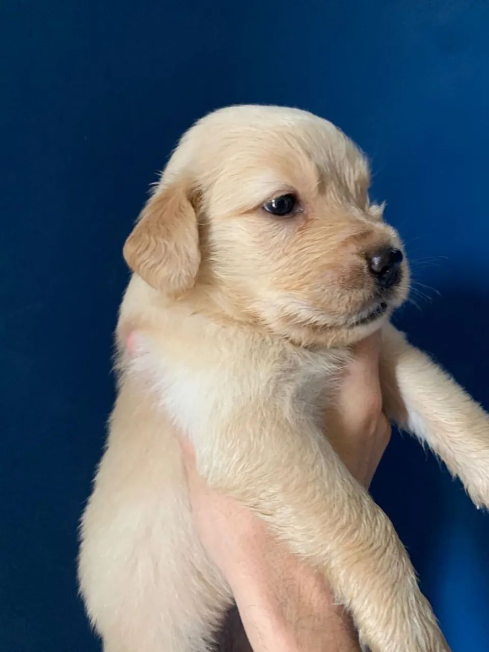 Golden Retriever  - Foto 3