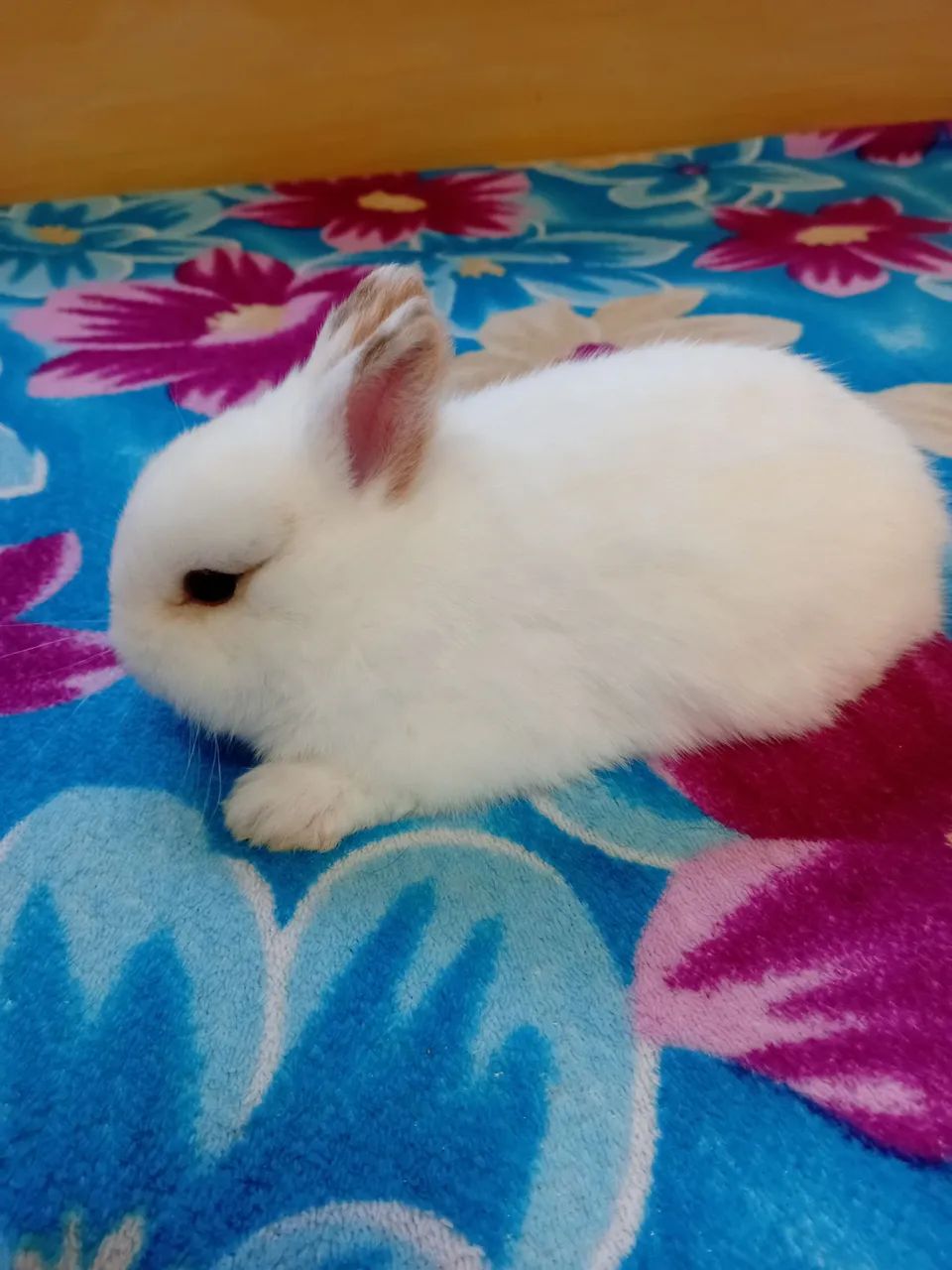 Netherland dwarf 