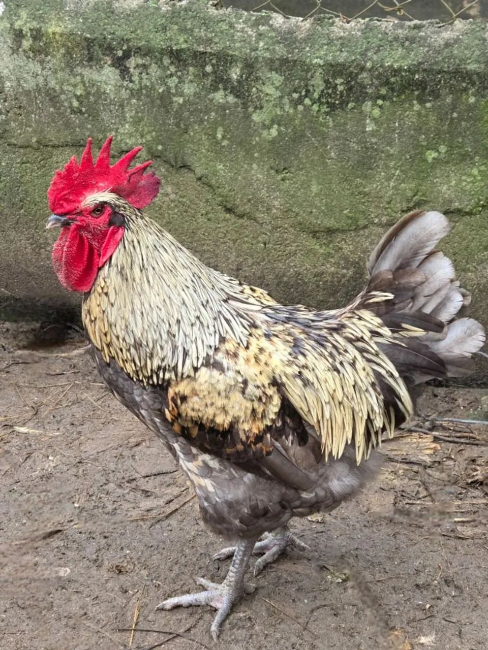 Galo de Raça Gris Cendre (Puro)