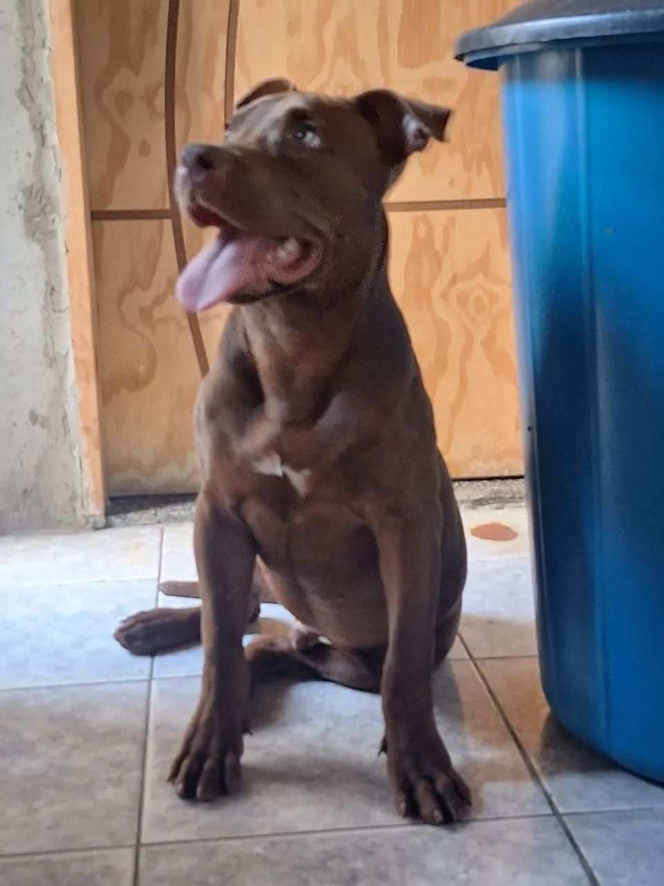 Pit monster puro