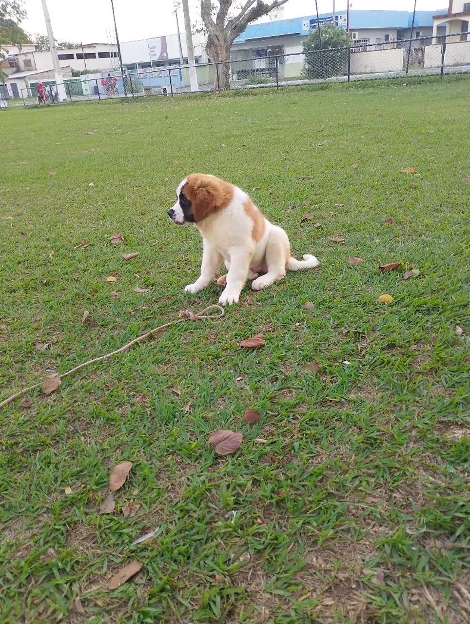 Cachorro  - Foto 2