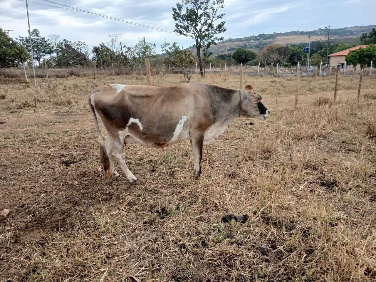 Vaca Jersey  - Foto 4