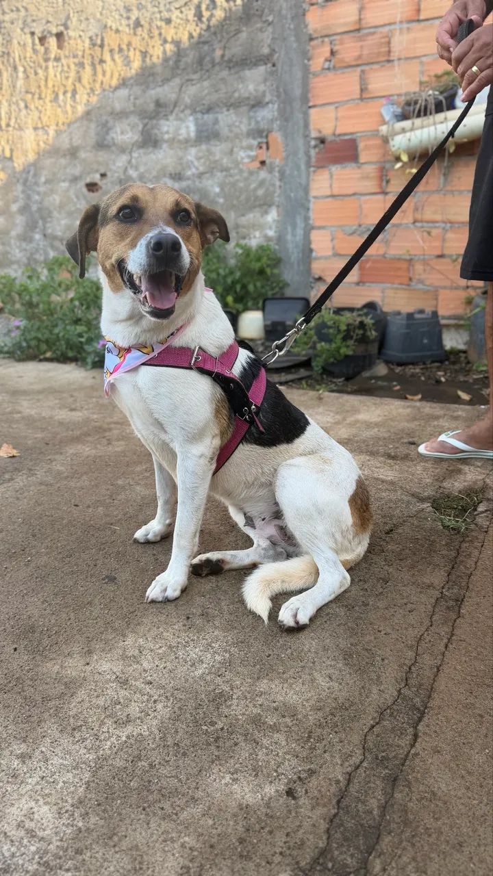 Adoção responsável  - Foto 4