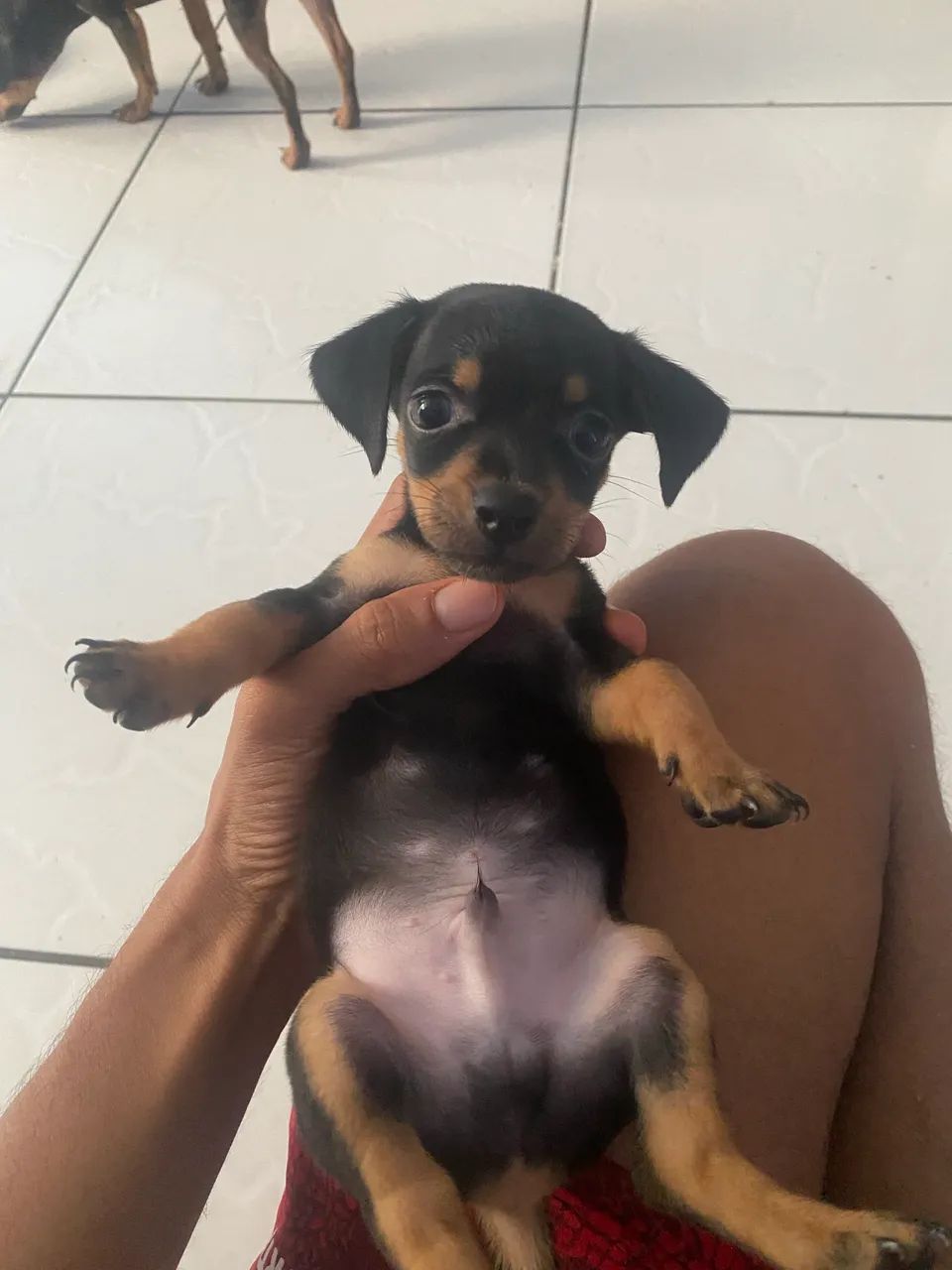 Cachorros
