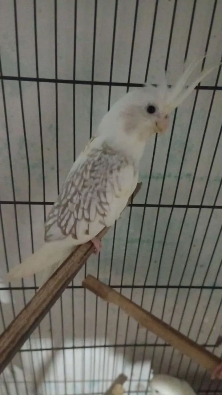 Viveiro triplo  - Foto 2