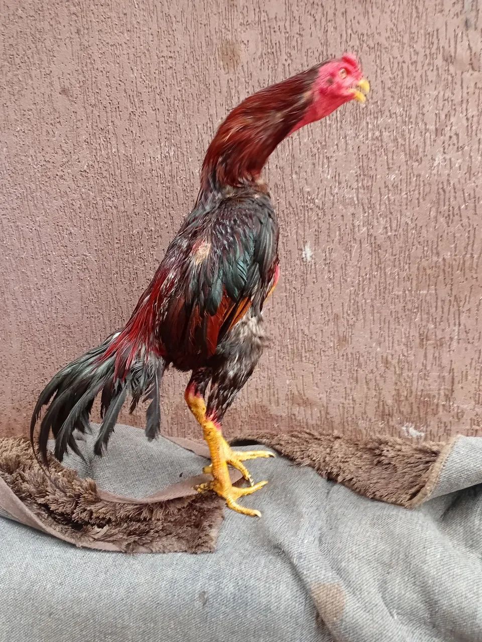 Galo índio  - Foto 2