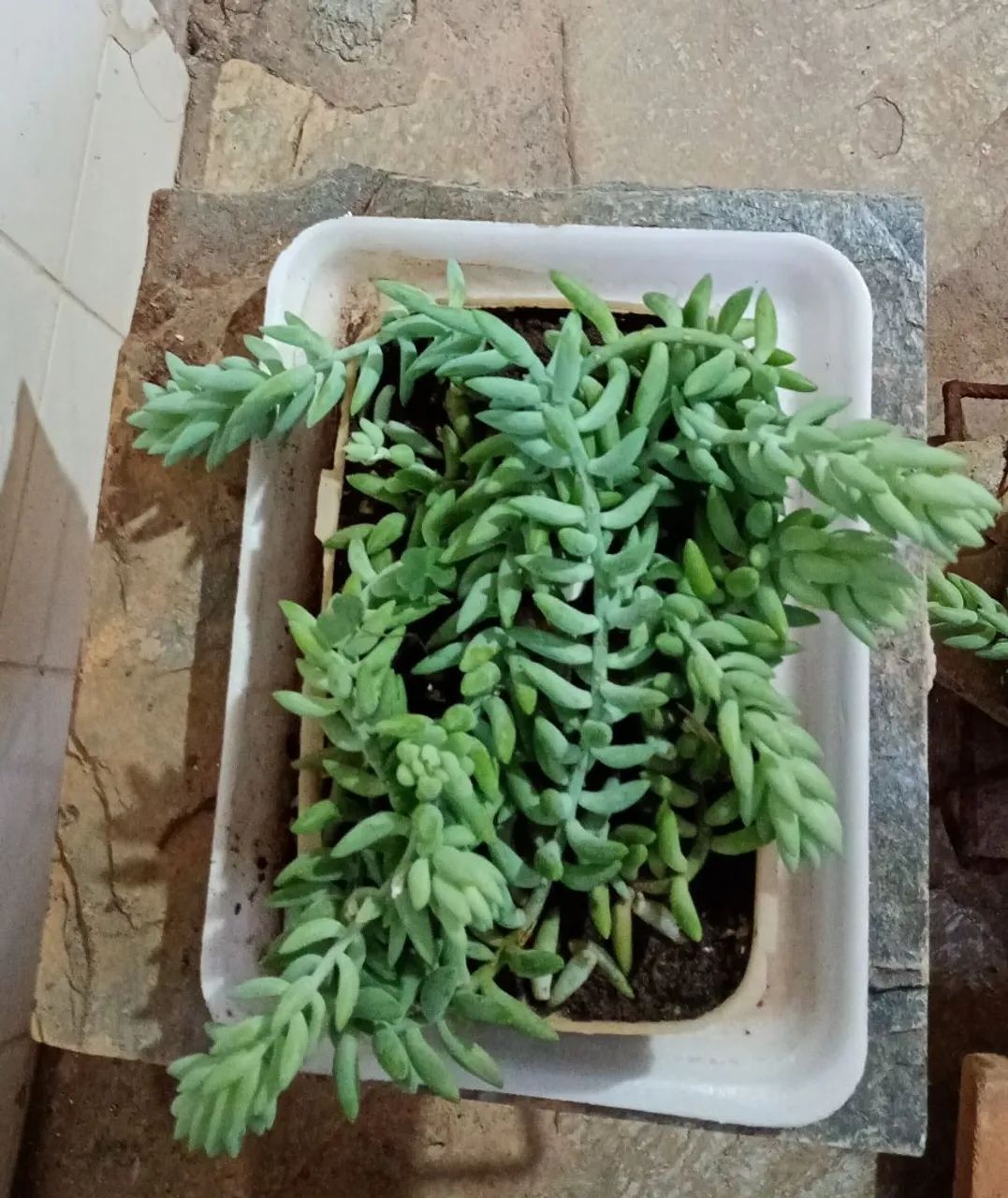 Suculentas  - Foto 3