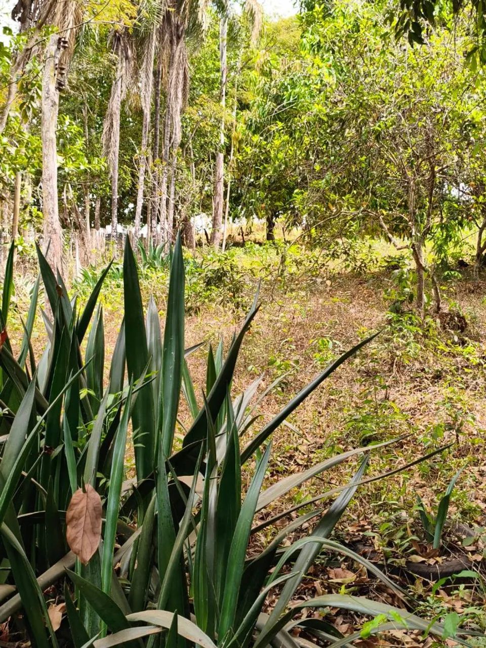 Chácara de 2.738 m²  com córrego e Rêgo D'água  - Foto 2
