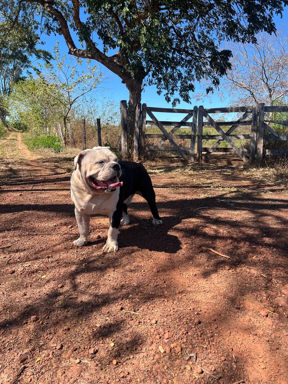 Buldogue Campeiro - Foto 4