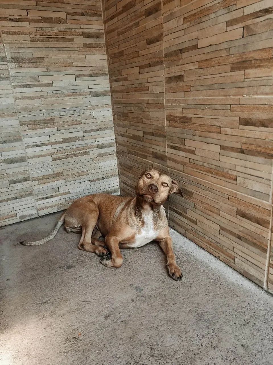 Doação Pit Bull tradicional 