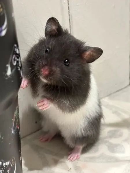 Hamster sírio  - Foto 4
