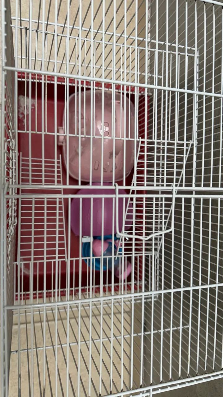 Gaiola Hámster 