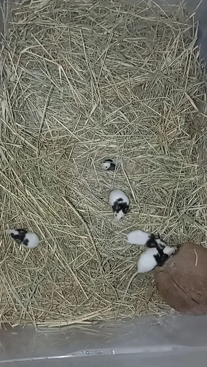 Topolinos legítimo  - Foto 4