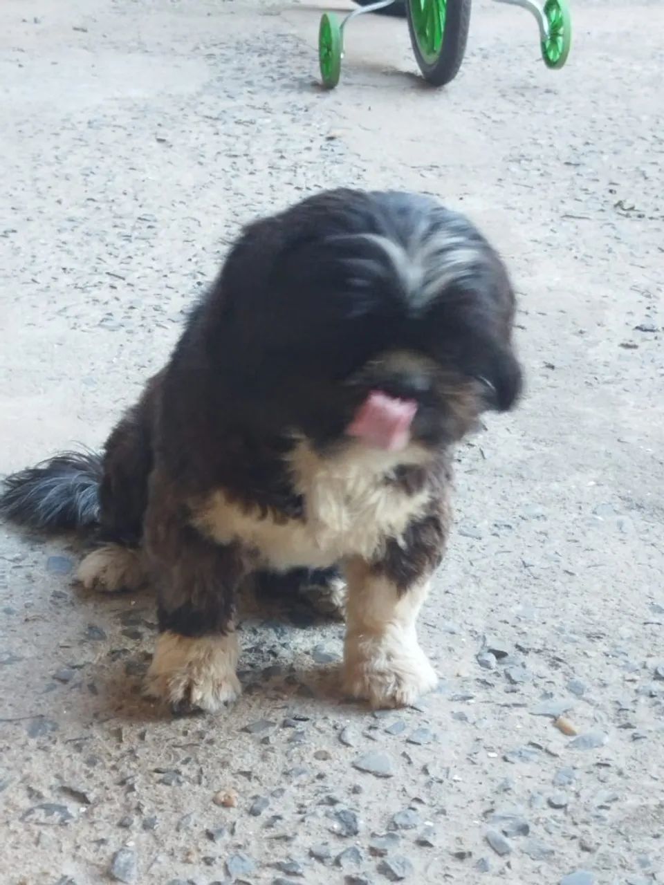 Vendo filhotes de shitzu  - Foto 2
