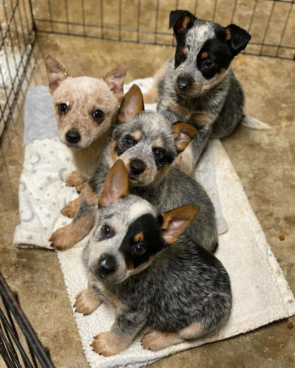 Blue Heeler e Red Heeler