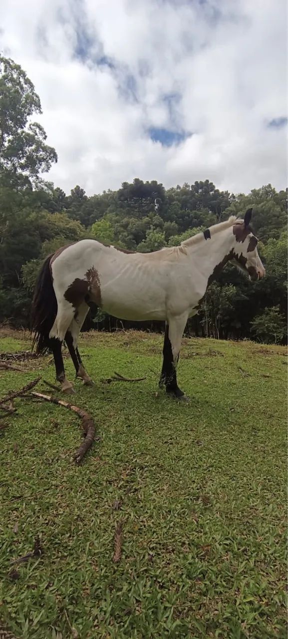 Potro crioulo oveiro Colorado - Foto 6