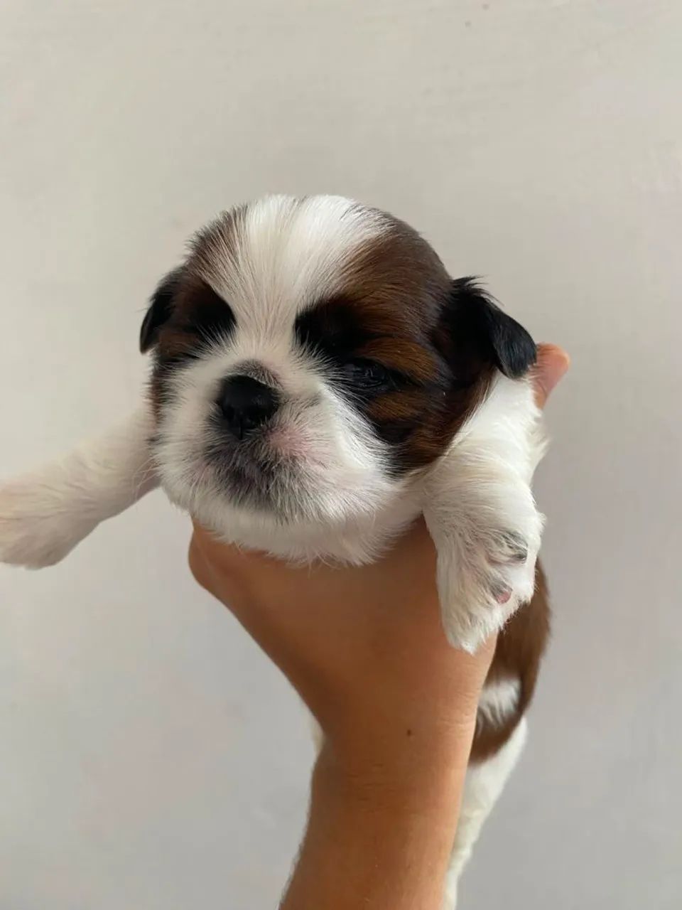 Shih Tzu  - Foto 2