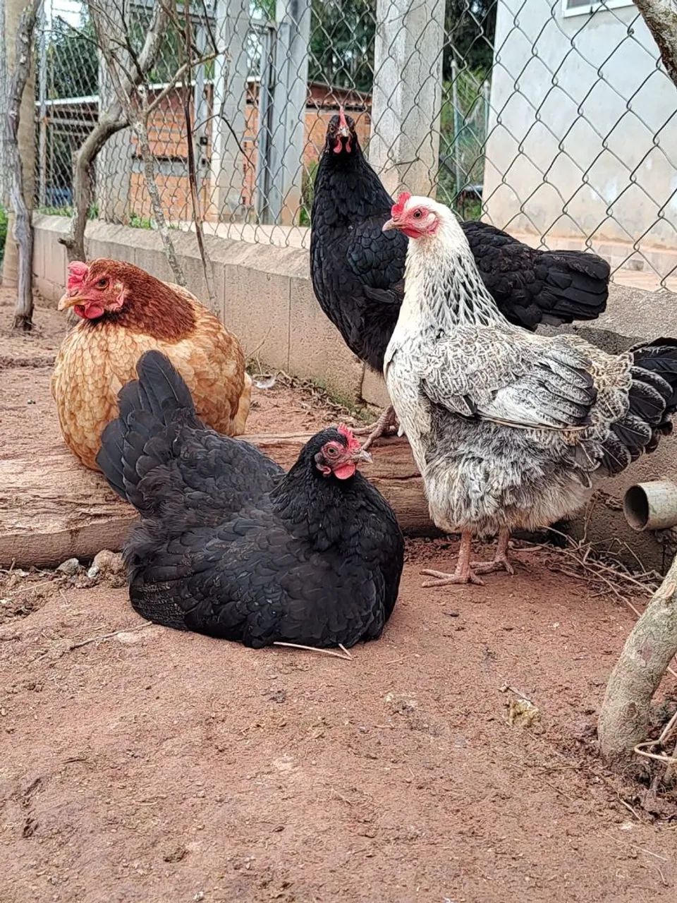 Caipira poedeira - Ovos galados  - Foto 3