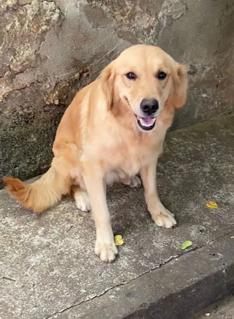 Golden Retriever macho !