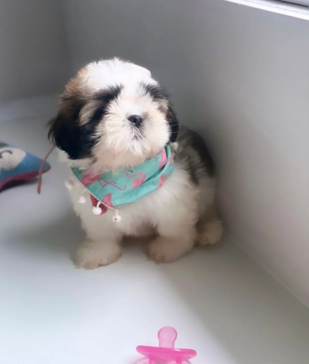 Shihtzu - Foto 4
