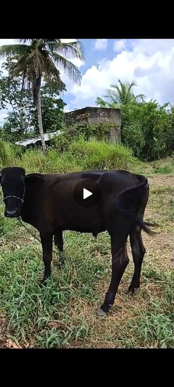 2 Bezerro e 1 vaca  buchuda  - Foto 3