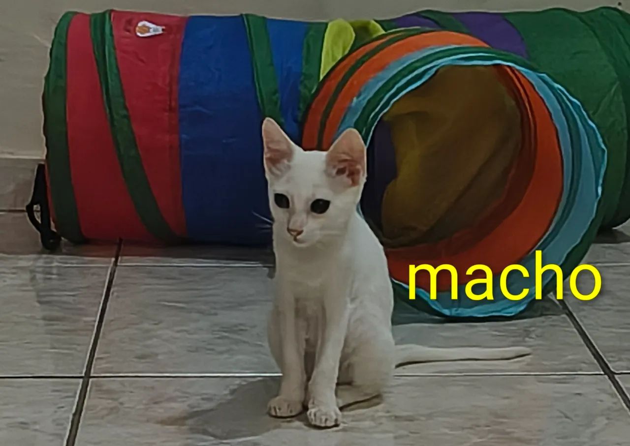 Gatinhos filhotes para adoção  - Foto 2