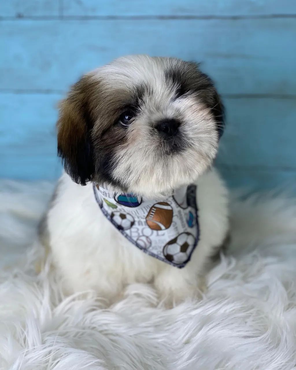 Shihtzu com pedigree  - Foto 4