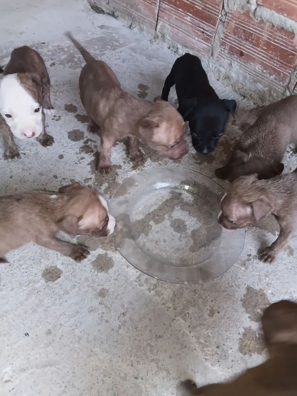 FILHOTES DE AMERICAN BULLY E PIT MONSTER - Foto 2