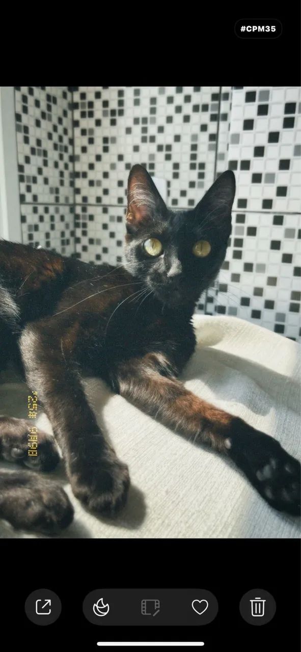 Doação gata genes - Foto 3