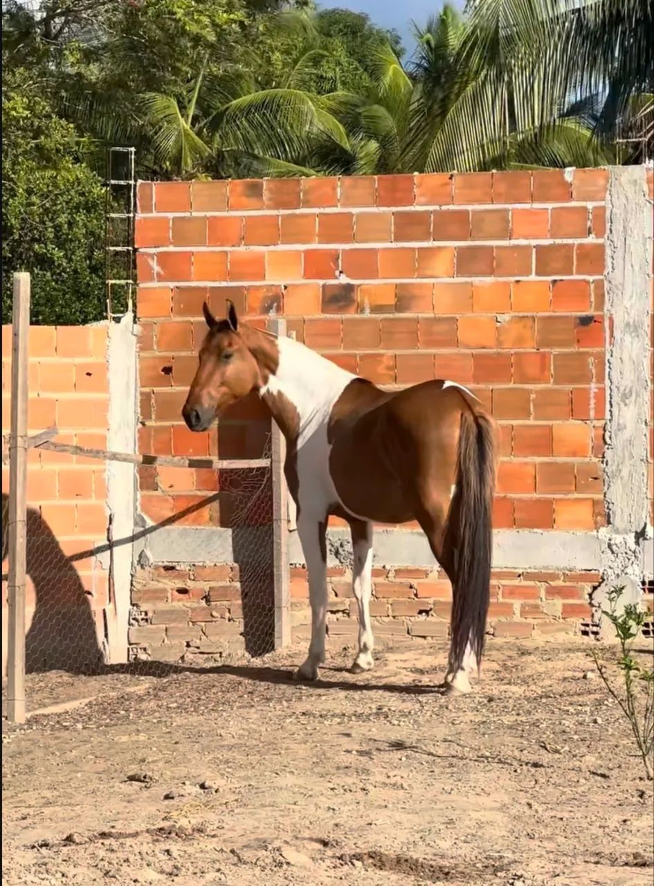 Vendo Potro Pampa - Foto 4