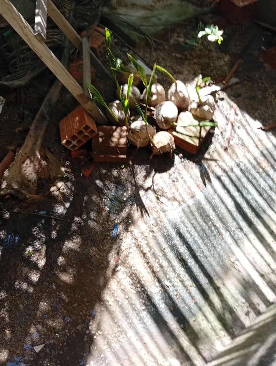 Mudas de coqueiro anão  - Foto 5