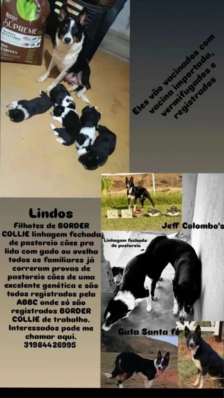 BORDER COLLIE pastoreio 