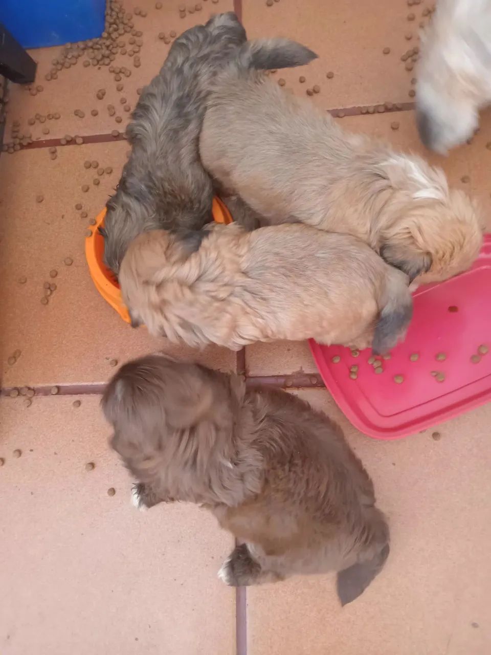 Filhotes de shitzu - Foto 4