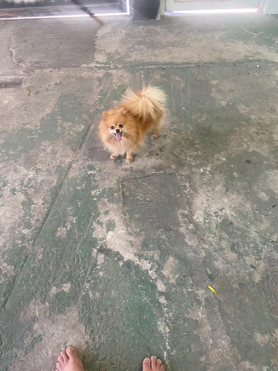 Linda Spitz alemão  - Foto 4