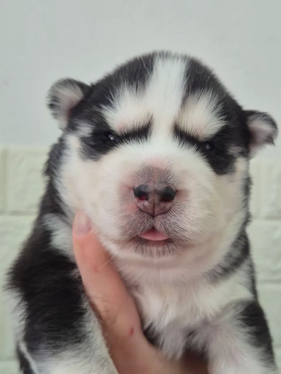 Husky wooly (casal) - Foto 3