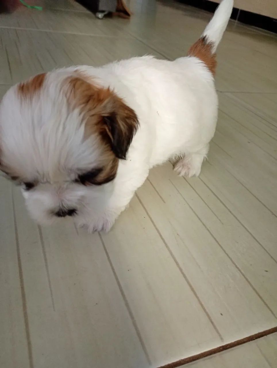 Filhote de Shitzu Macho  - Foto 3