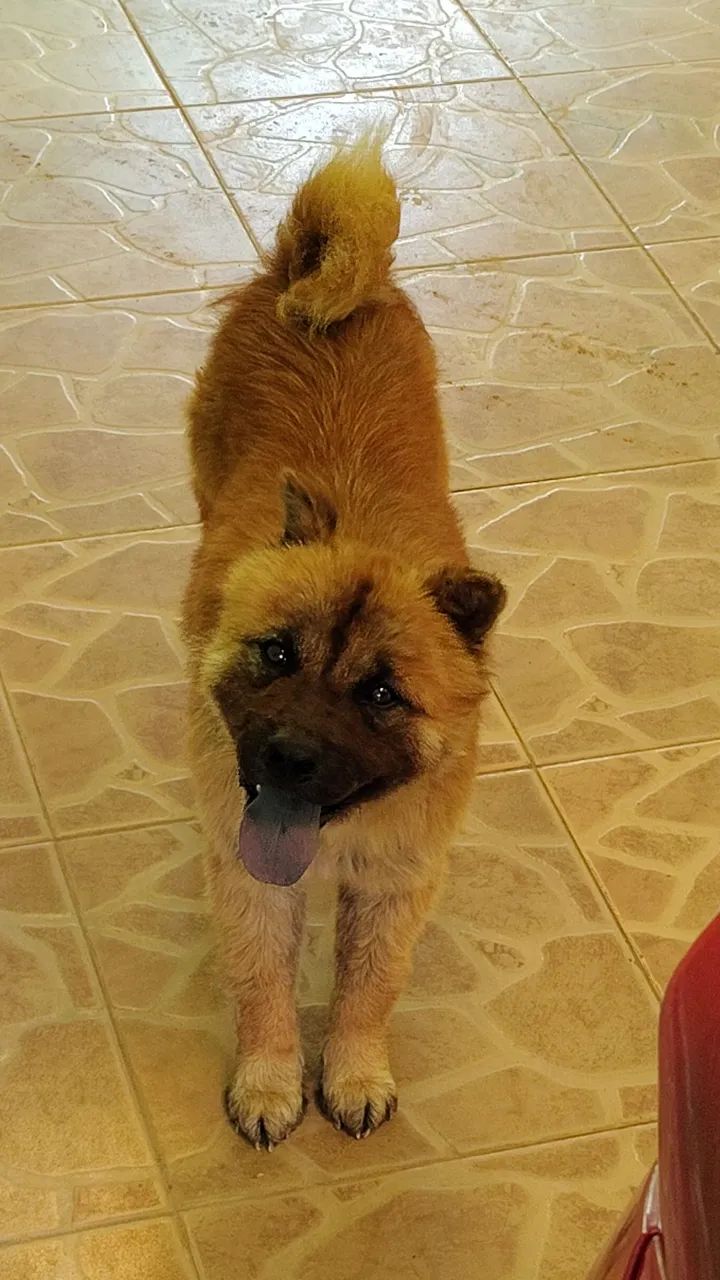 Cachorro raça  - Foto 2