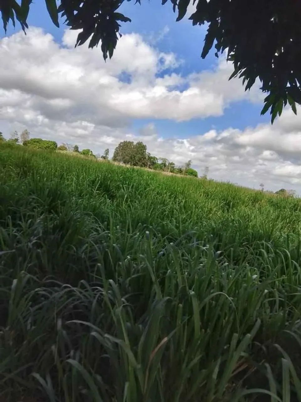Vendo Chácara em Cariacica - Foto 4